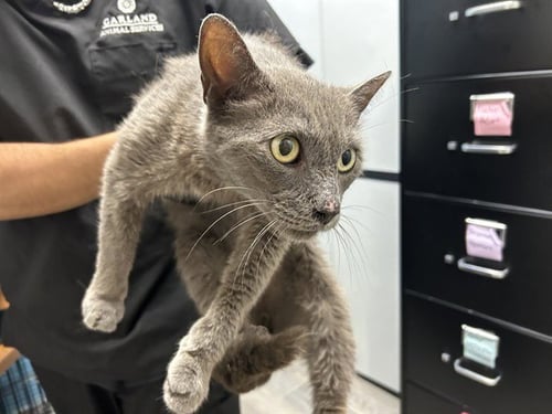 TIP TOE - Domestic Short Hair available for adoption