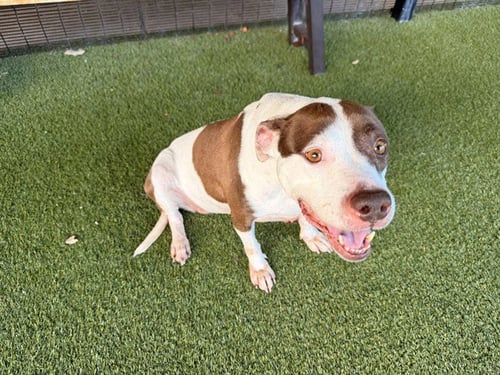 AKASHA - Pit Bull Terrier available for adoption