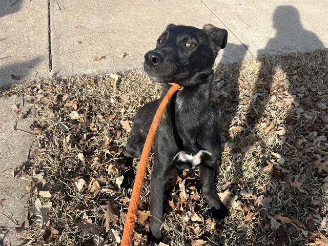 VALENTINO - Labrador Retriever available for adoption
