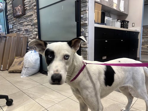 DOLLY - Border Collie available for adoption
