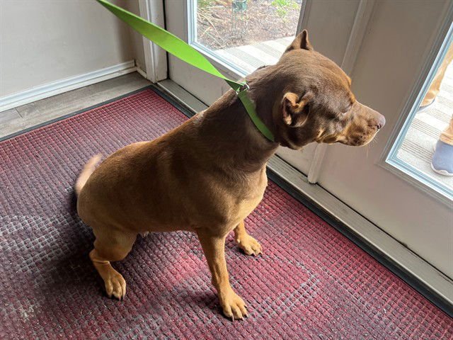 LULA - Pit Bull Terrier available for adoption