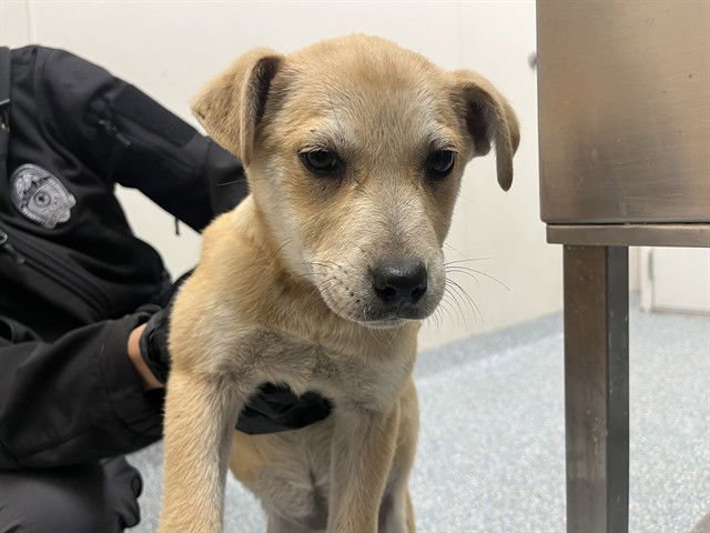 MAYA - German Shepherd Dog available for adoption