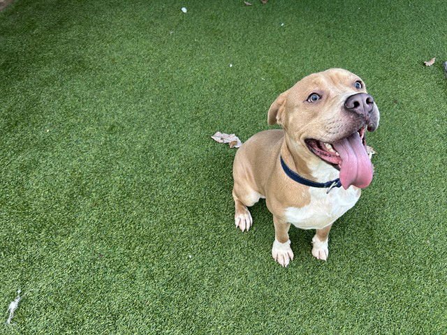 TRAC - Pit Bull Terrier available for adoption