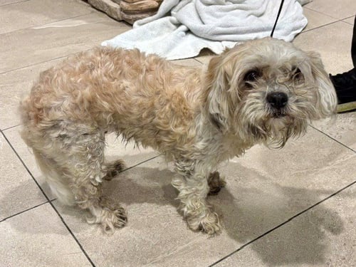 ESHA - Maltese available for adoption