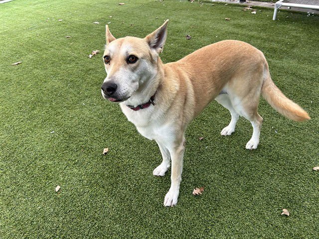 ELSA - German Shepherd Dog / Husky available for adoption