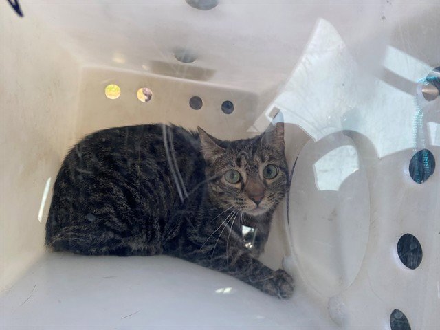 EMMIE Image