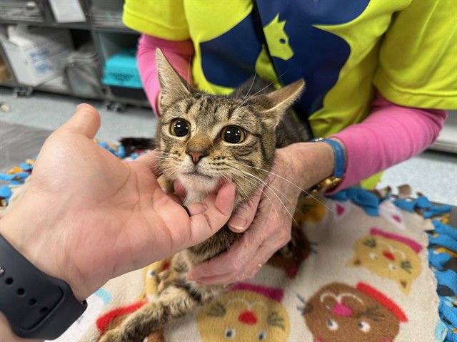 RUTH - Domestic Short Hair available for adoption