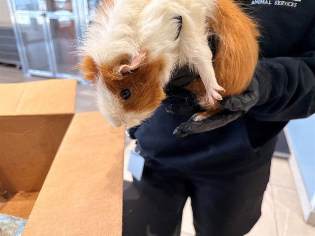 TINKS - Guinea Pig available for adoption