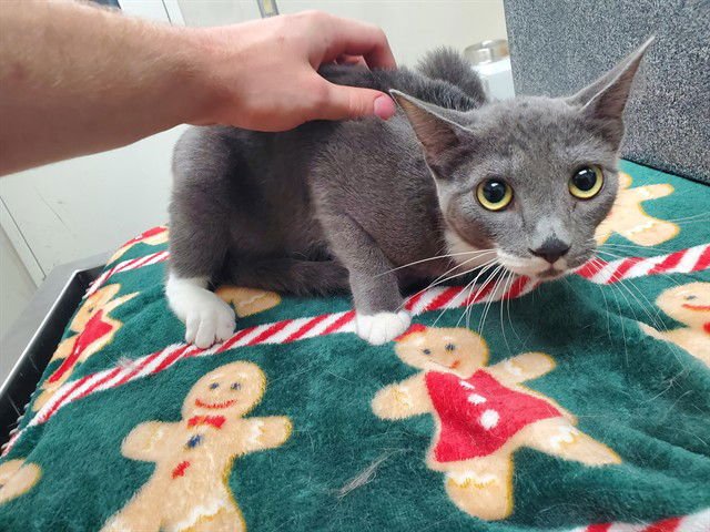 SLINKY - Domestic Short Hair available for adoption