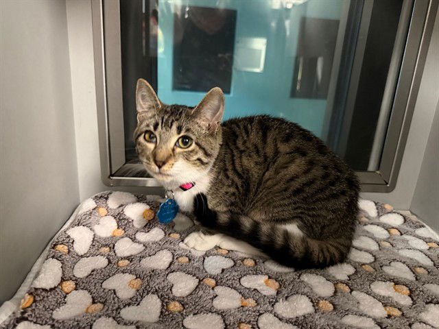 SHEA - Domestic Short Hair available for adoption