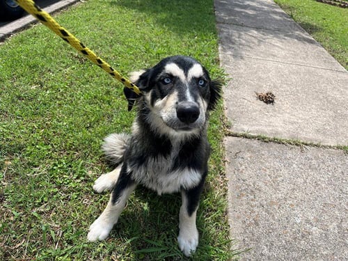ROYAL - German Shepherd Dog / Siberian Husky available for adoption