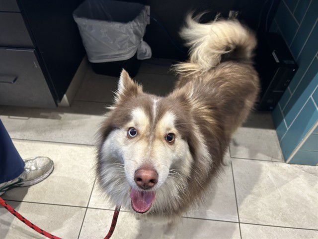 BLUE - Siberian Husky available for adoption