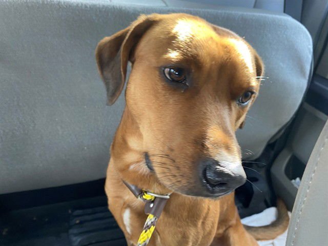 GUNNER - Labrador Retriever available for adoption