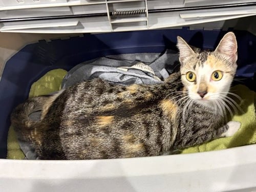 AUTUMN - Domestic Short Hair available for adoption