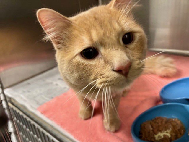 JERRY - Domestic Short Hair available for adoption