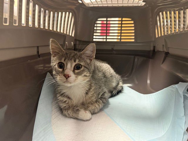 CHICKIE - Domestic Short Hair available for adoption