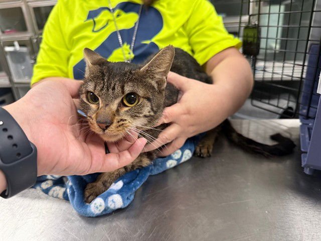 EDNA - Domestic Short Hair available for adoption