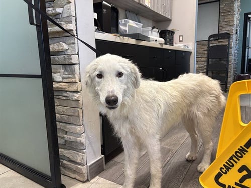 DANIEL - Great Pyrenees available for adoption