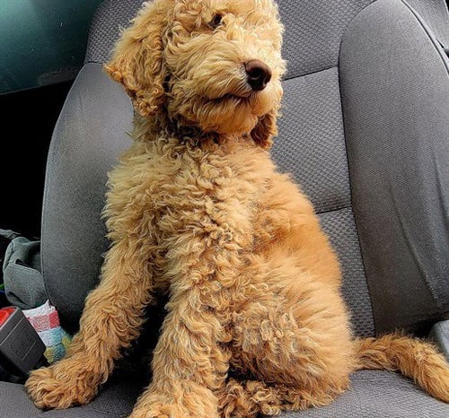 DORITOOS - Poodle (Standard) available for adoption
