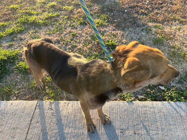 LORENA - German Shepherd Dog available for adoption