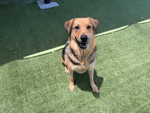 LORENA - German Shepherd Dog for adoption in Garland