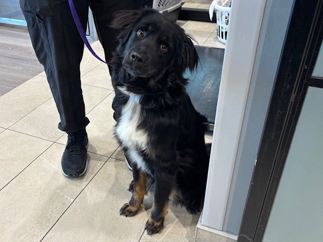 VALENTINE - Australian Shepherd available for adoption