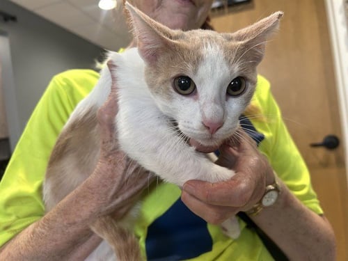 KEANU - Domestic Short Hair available for adoption