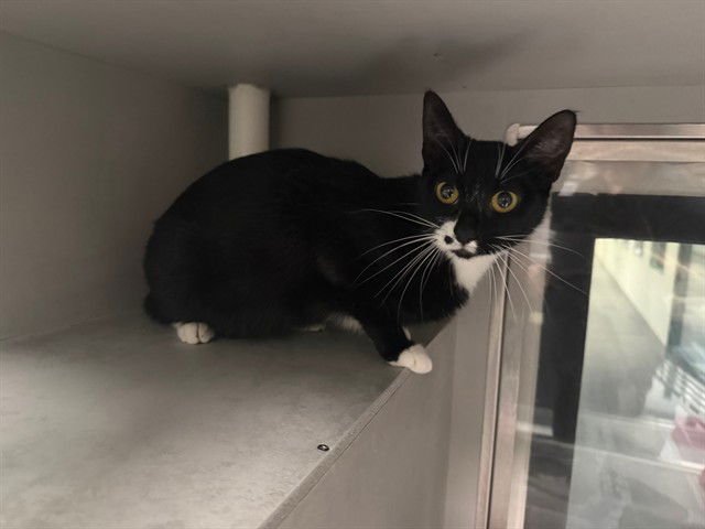 CHLOE - Domestic Short Hair available for adoption