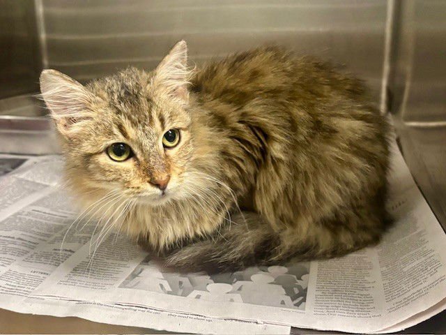 ROMEO - Domestic Long Hair available for adoption