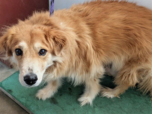 HALLEY - Labrador Retriever available for adoption