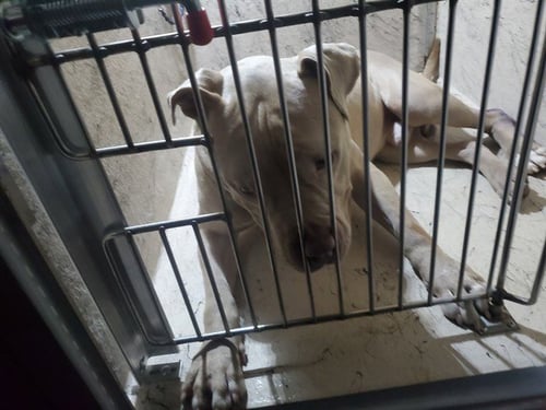 AURIE - Pit Bull Terrier available for adoption