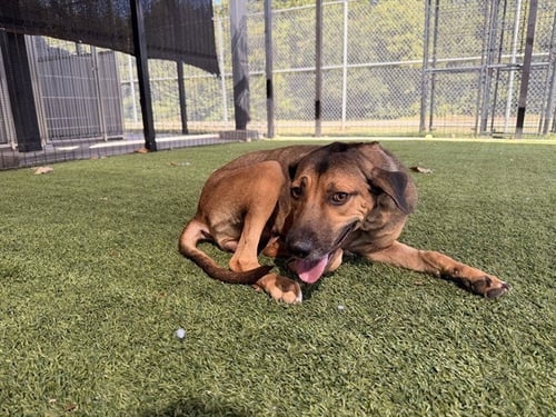RU - Black Mouth Cur available for adoption