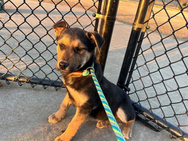 NELLIE - German Shepherd Dog available for adoption