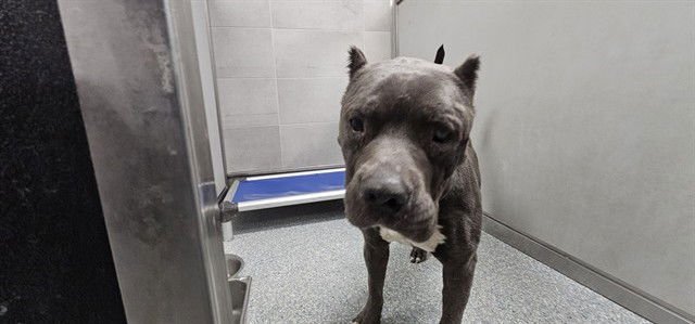 HUGO - Pit Bull Terrier available for adoption