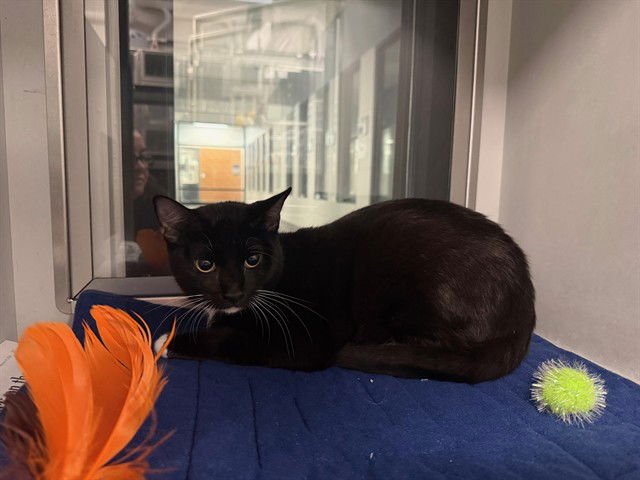 WAYLON - Domestic Short Hair available for adoption