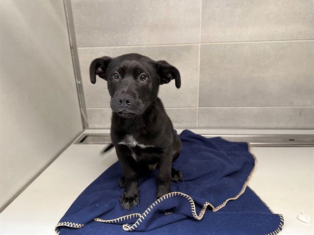 MAX - Labrador Retriever available for adoption