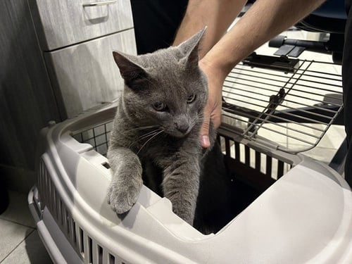 SMOKE - Domestic Short Hair for adoption in Garland