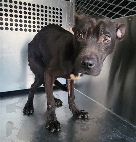 THE BABY DOG - Labrador Retriever available for adoption