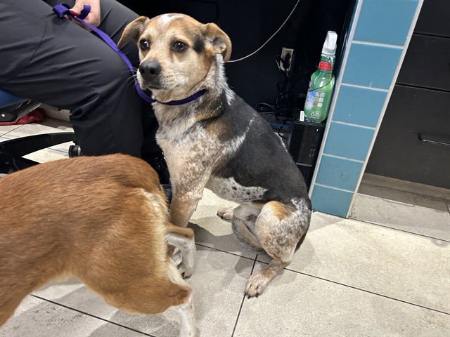 MANNY - Australian Cattle Dog/Blue Heeler available for adoption