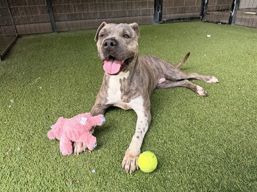 NINA - Pit Bull Terrier available for adoption