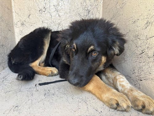 EGG - German Shepherd Dog available for adoption