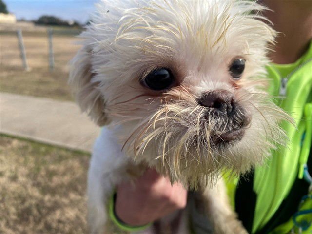 BOBBY - Shih Tzu available for adoption