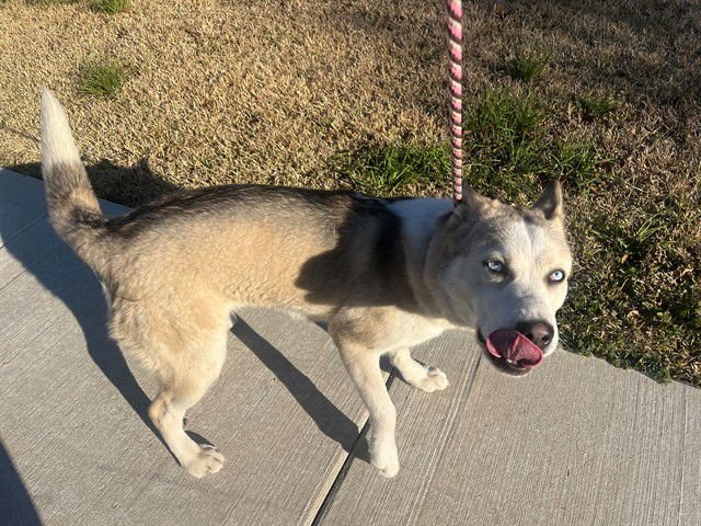 QUEENIE - Siberian Husky available for adoption
