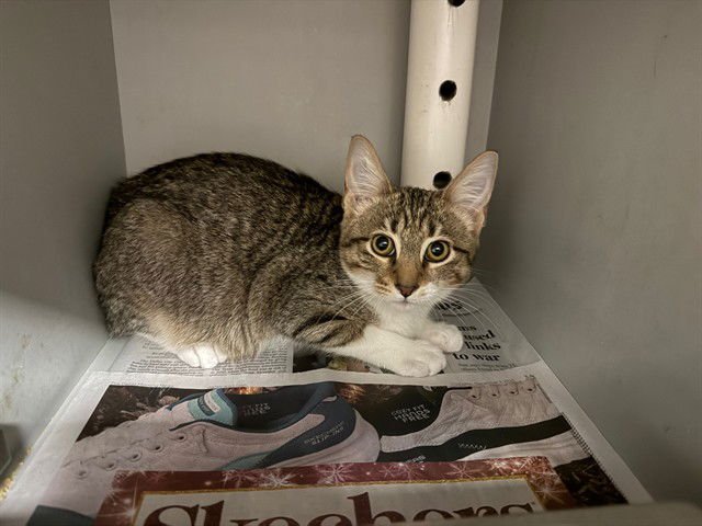 GENIE - Domestic Short Hair available for adoption