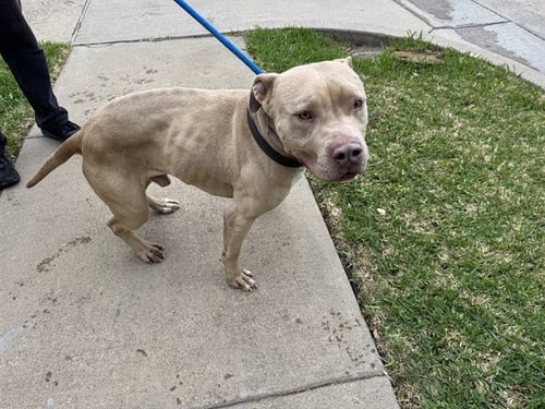 AURIE - Pit Bull Terrier available for adoption