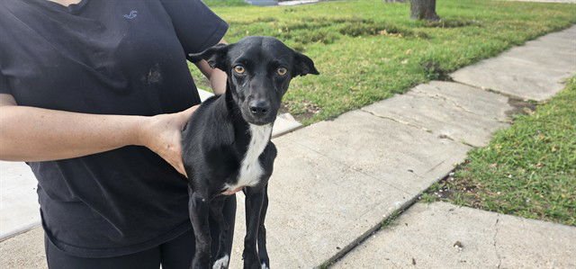 FLAN - Chihuahua available for adoption