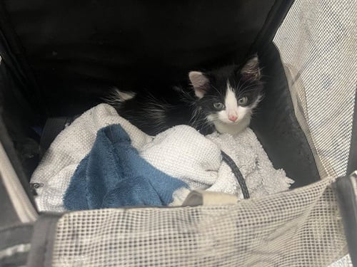 FIGARO - Domestic Short Hair available for adoption
