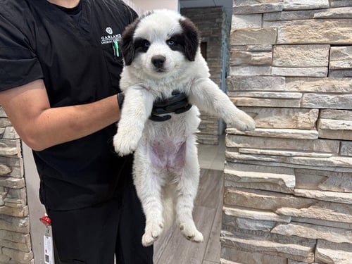 VAL THUNDERSHOCK - Great Pyrenees / Alaskan Malamute available for adoption