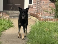 DRAKO - Photo 1