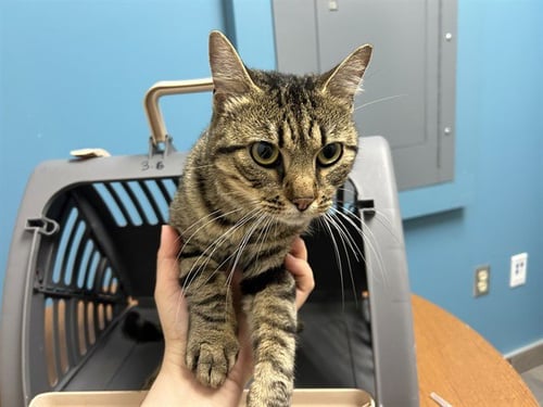 LYCHEE - Domestic Short Hair available for adoption